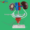 2103 advanced female reproductive model